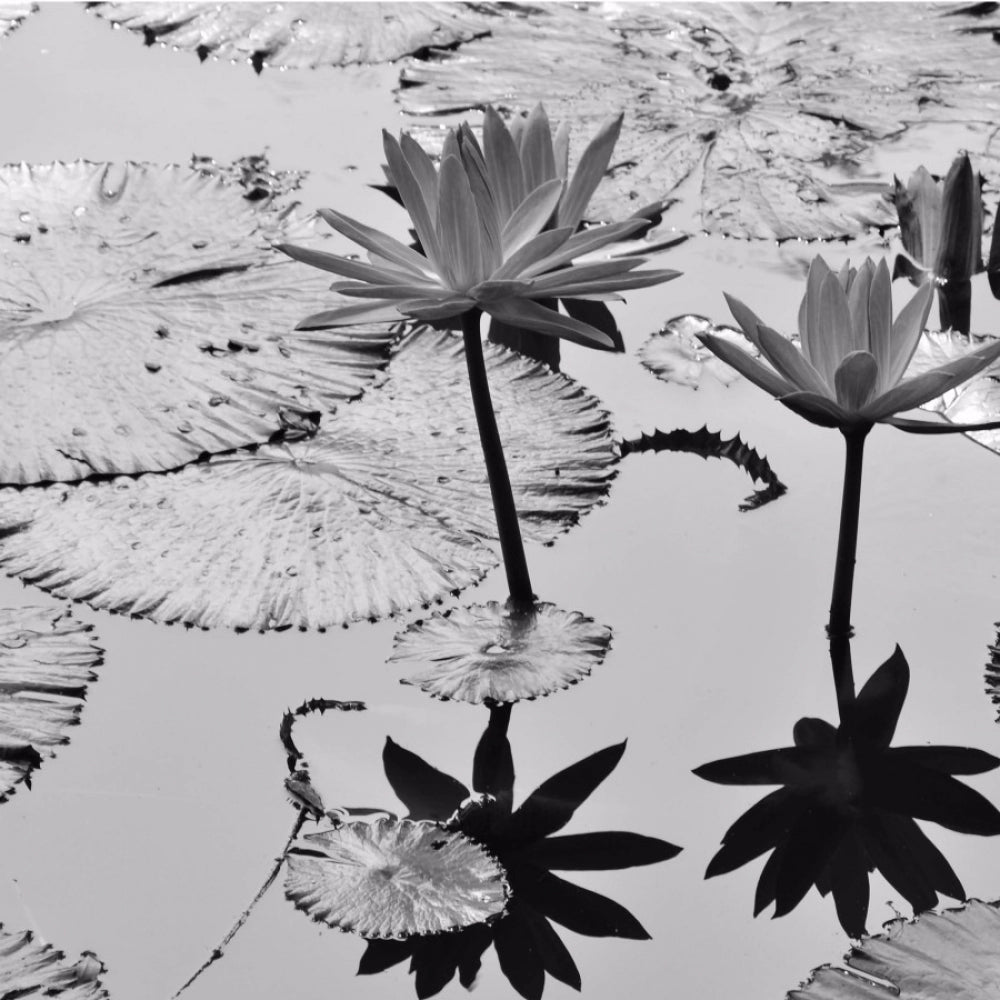 Black and White Lotus Wallpaper Mobile Case Cover