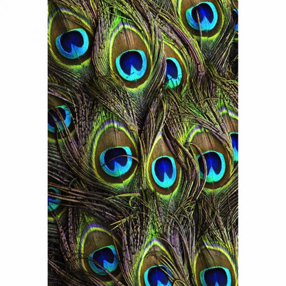 Beautiful Peocock Tail Mobile Case Cover