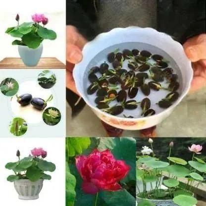 OS Bonsai Lotus Flower Seeds PRODUCT CODE (OS0004565)