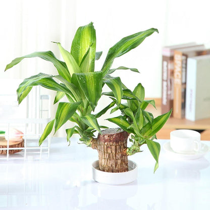 OS Brazilian Lucky Wood, Mini Home Plant Decorations PRODUCT CODE (OS0004742)