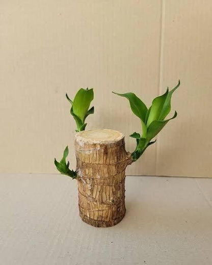 OS Brazilian Lucky Wood, Mini Home Plant Decorations (Pack of 2) PRODUCT CODE (OS0004673)