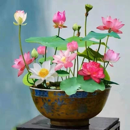 OS Bonsai lotus flower seeds PRODUCT CODE (OS0004573)