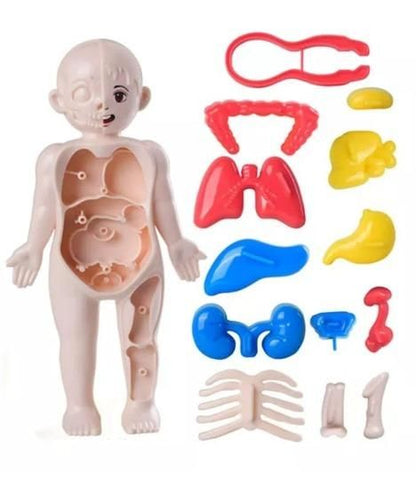 Detachable Human Organs Model Human Anatomy PRODUCT CODE (OS0006879)