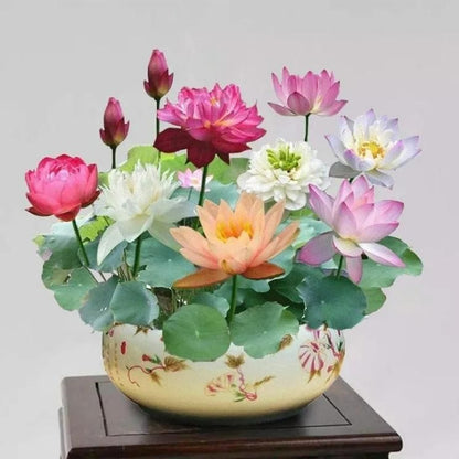 OS Bonsai Lotus Flower Seeds PRODUCT CODE (OS0004565)