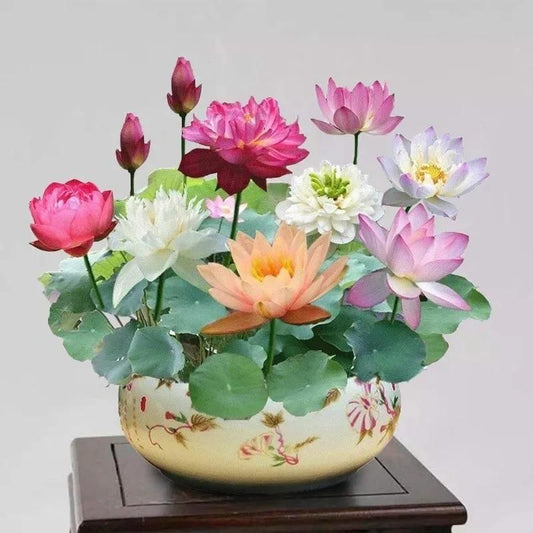 OS Bonsai lotus flower seeds PRODUCT CODE (OS0004573)