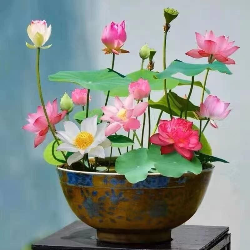 OS Bonsai Lotus Flower Seeds PRODUCT CODE (OS0004566)