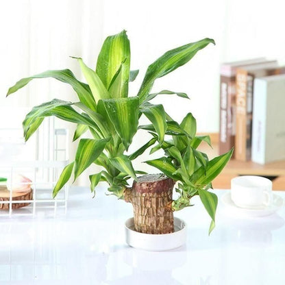 OS Brazilian Lucky Wood Mini Home Plant Decorations PRODUCT CODE (OS0004672)