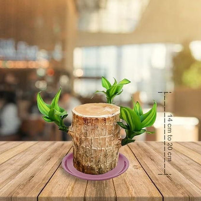 OS Brazilian Lucky Wood Mini Home Plant Decorations PRODUCT CODE (OS0004672)