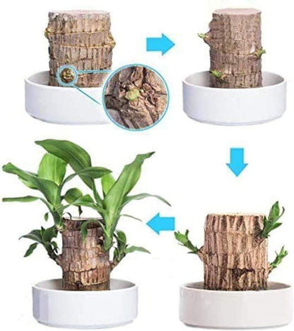 OS Brazilian Lucky Wood, Mini Home Plant Decorations	(Pack of 2) PRODUCT CODE (OS0004678)