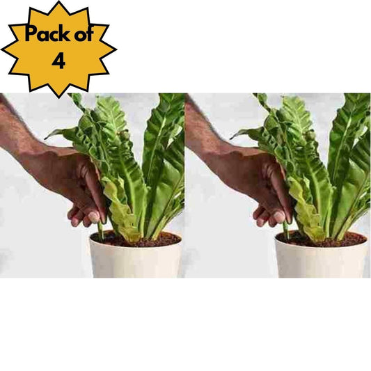 OS Plant Grow Fertilizer Sticks For Plants - 50 Stick Pack of 2 & 4 PRODUCT CODE (OS0004761)