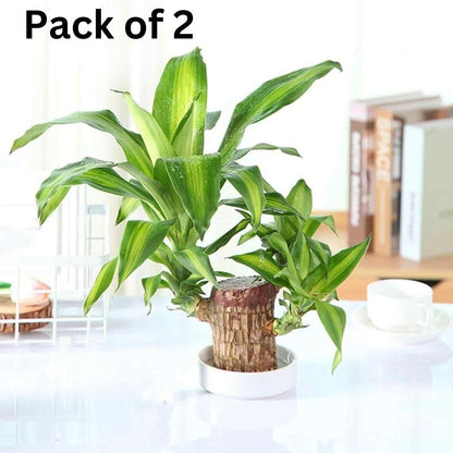 OS Brazilian Lucky Wood, Mini Home Plant Decorations (Pack of 2) PRODUCT CODE (OS0004720)