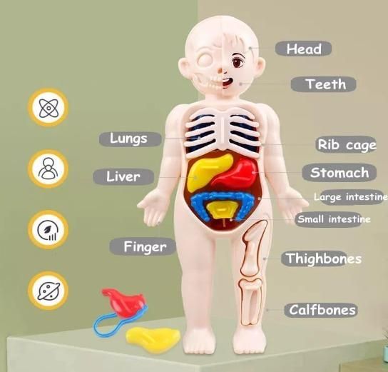 Detachable Human Organs Model Human Anatomy PRODUCT CODE (OS0006879)