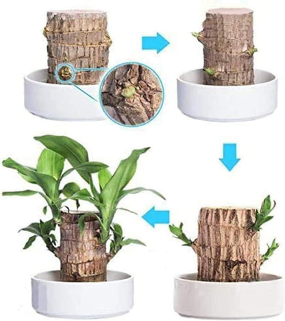 OS Brazilian Lucky Wood, Mini Home Plant Decorations (Pack of 2) PRODUCT CODE (OS0004720)